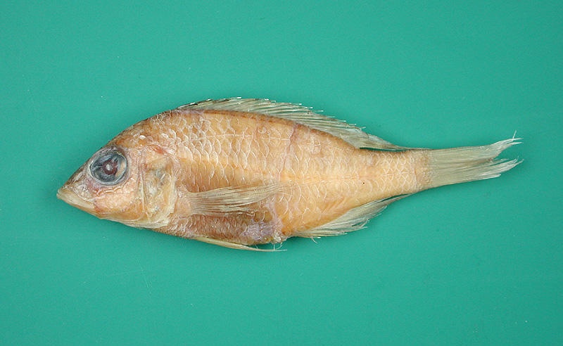 Placidochromis trewavasae 'Kadango'